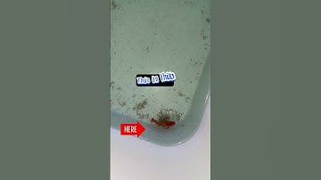 Công dụng của ốc táo. #anhnuoica #cabaymau #guppy #octao