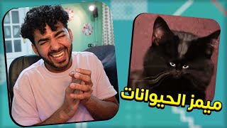 كنت داخل اضحك، طلعت معيط 🤣🐶 | ميمز الحيوانات #1