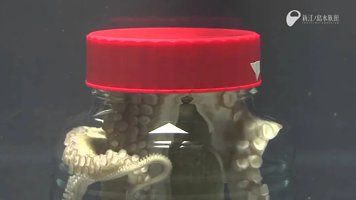 Octopus Escapes Jar