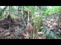 Cute squirrel playing around