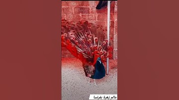 هشام الهراز تلاوة مؤثرة وماتعة #قرآن