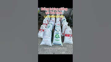 Cung cấp bống tượng giống số lượng LH 0909137175 #cabongtuong #cabongtuonggiong #nuoicabongtuong