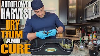 HOW TO HARVEST AN AUTOFLOWER  (EPISODE 4)