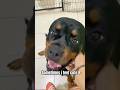 Always cute🥰#rottweiler #pets #petlover #doglife #fyp #seo #puppy #animals #feedshorts #shortsfeed