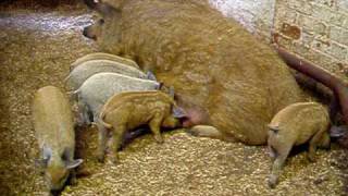 Polly the Mangalitza and her pure bred piglets. by followhounds 41,574 views 14 years ago 28 seconds
