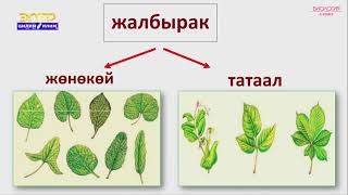 картинка: 6-класс | Биология   | Жалбырак жана өсүмдүк тиричилиги. Жалбырактын клеткалык түзүлүшү