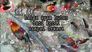 Price of red jungle fowl from small to large