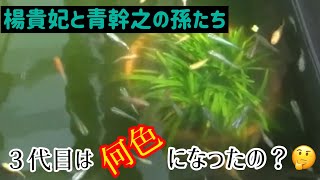 我が家のメダカを種類分け 2023年～楊貴妃と青幹之の二種類から生まれた孫たちは結局何色、何種類になったのか？～