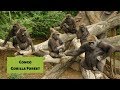 Tour of the Congo Gorilla Forest at the Bronx Zoo