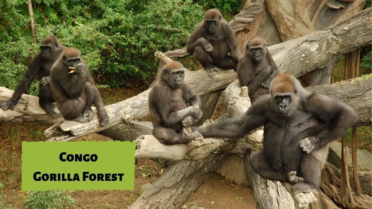 Tour of the Congo Gorilla Forest at the Bronx Zoo YouTube