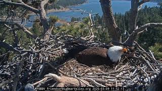 Big Bear Bald Eagle 09032026 1143