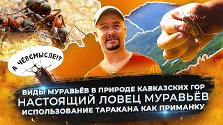 Какие муравьи живут в природе Кавказских гор / Как поймать матку муравьёв