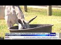 New animals at the Alabama Gulf Coast Zoo as summer season begins