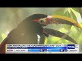 New animals at the Alabama Gulf Coast Zoo as summer season begins