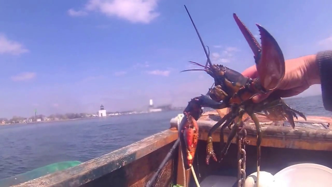 catch and cook lobster YouTube