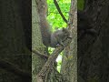 AN EASTERN GRAY SQUIRREL AT ST. PATRICK'S COUNTY PARK. MAY 22, 2026•6:23 PM