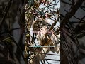 Why This Barred Owl Can Turn So Far #shorts