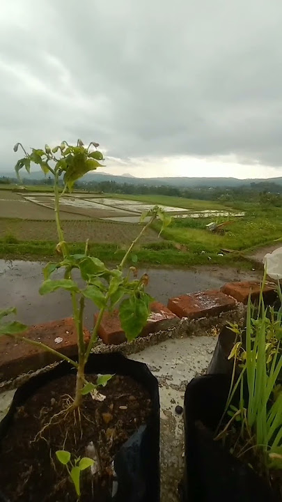 yang bikin orang kota betah‼️🥰pesawahan di depan rumah #vidioshort #pemandangan #sawah #shorts