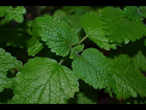 Vidéo: Melissa officinalis : propriétés médicinales, recettes et caractéristiques d'application