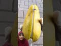 Mangga Unik #mango #unik #wow