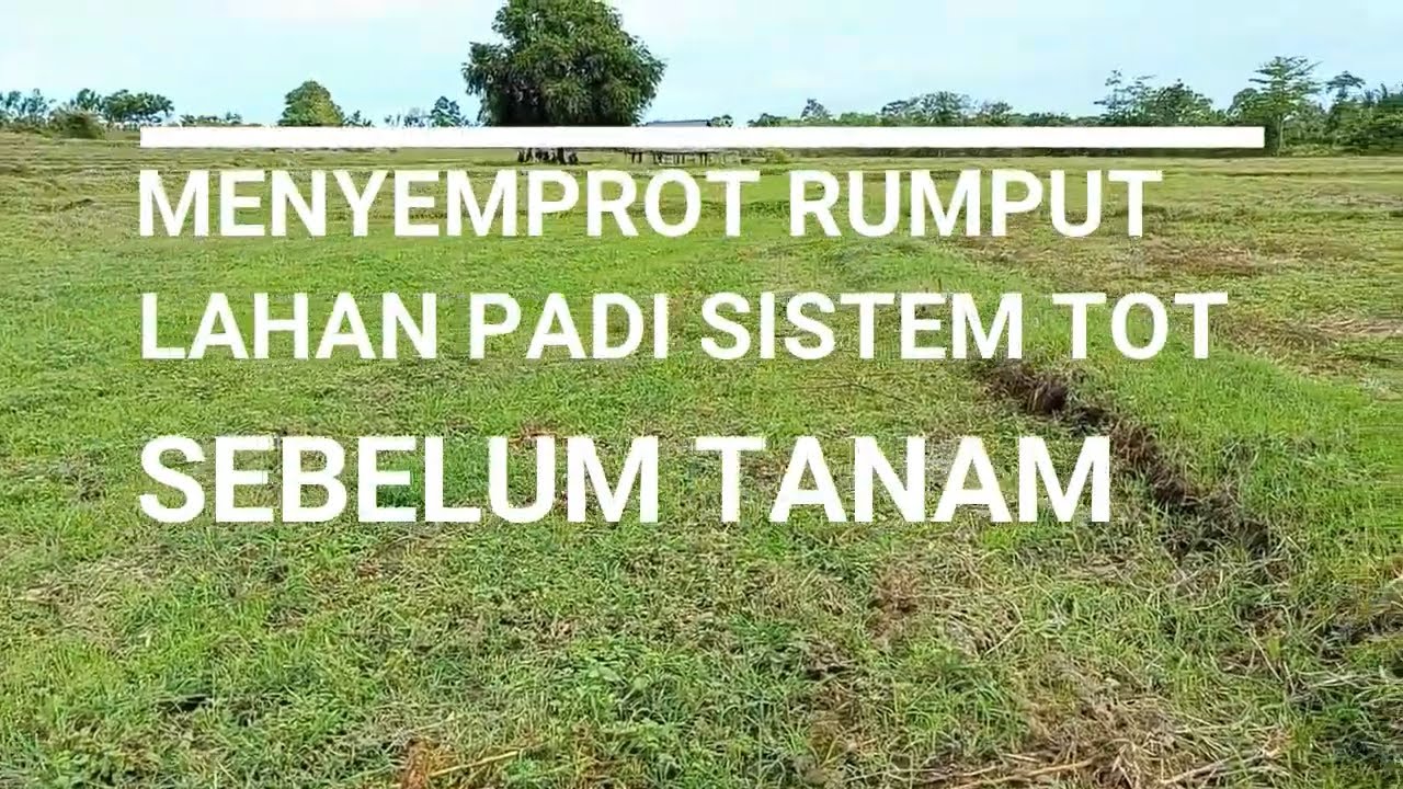 Cara Kami Membasmi Rumput Lahan Padi Tanpa Olah Tanah (TOT) Sebelum Tanam