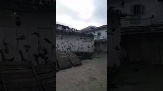 Zanzibar Stone Town/mchamba wima/pigeons