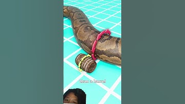 Thumbnail of The snake that could eat crocodile  #remix #zackdfilms#viral #fyp #foryou #shorts#animation