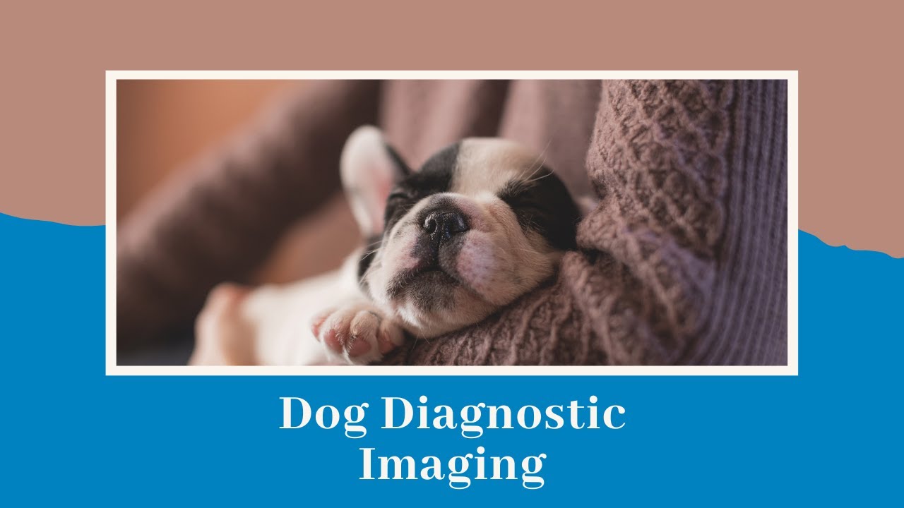 are dog mris safe