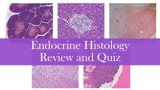 Endocrine histology | Review and Practice by Anatomy Hero 27,521 views 1 year ago 29 minutes