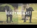 FILA BRASILEIRO A BEAUTY AND A BEAST の動画、YouTube動画。