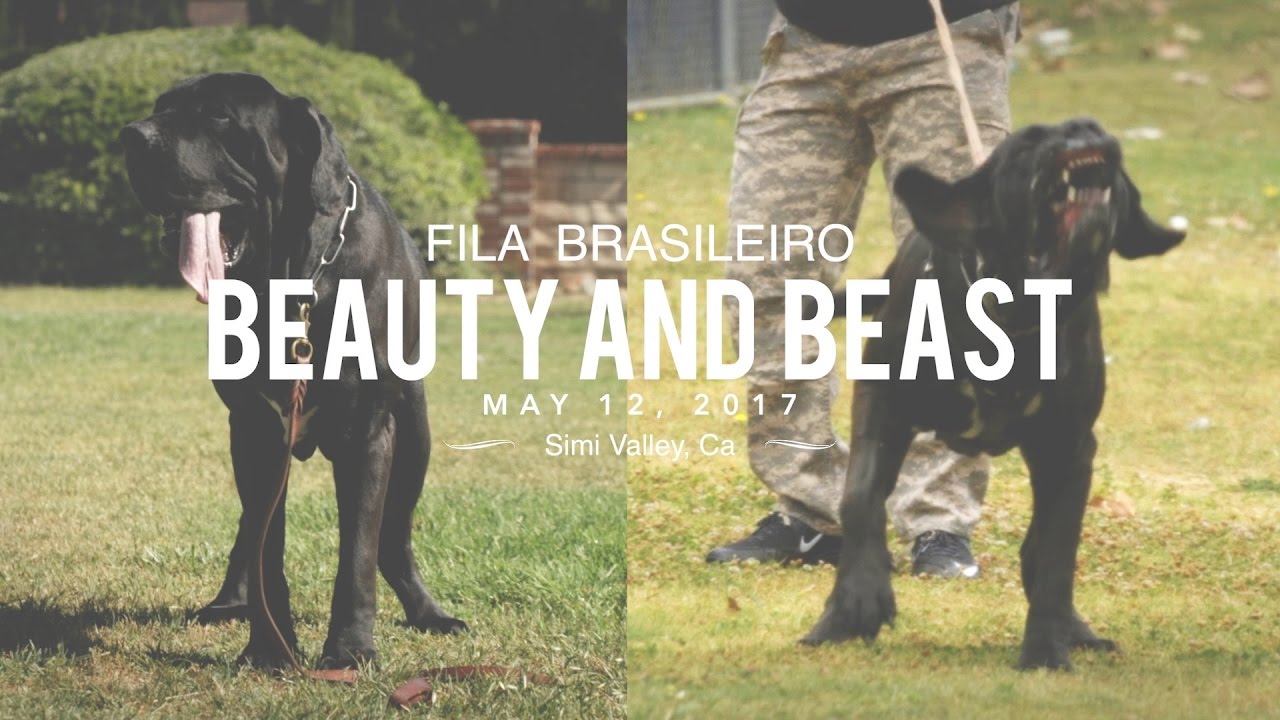 FILA BRASILEIRO A BEAUTY AND A BEAST 