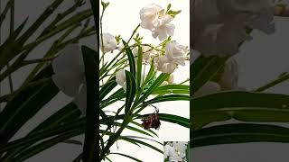 🌼🌿🌼🌿🌼வெள்ளை அரளிச்செடி அதன் பூக்கள் ஹேப்பி கார்டன்👏👌👉