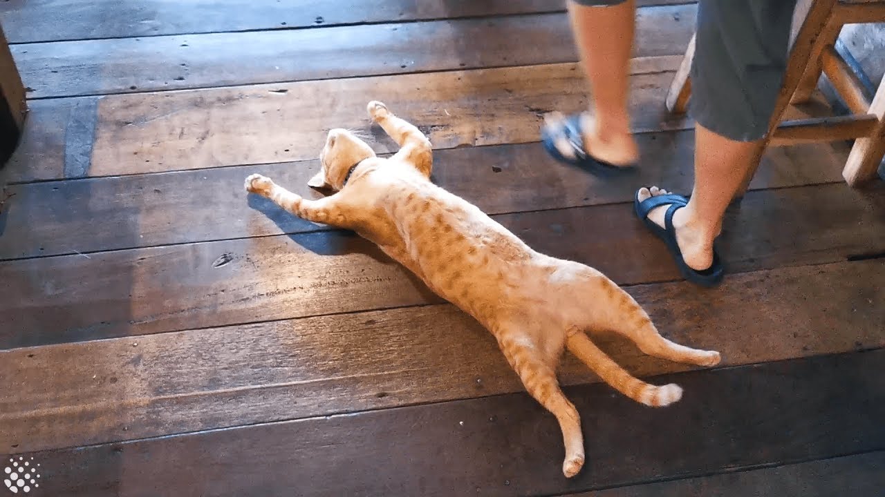 Lazy cat sleeps on busy restaurant floor refusing to move