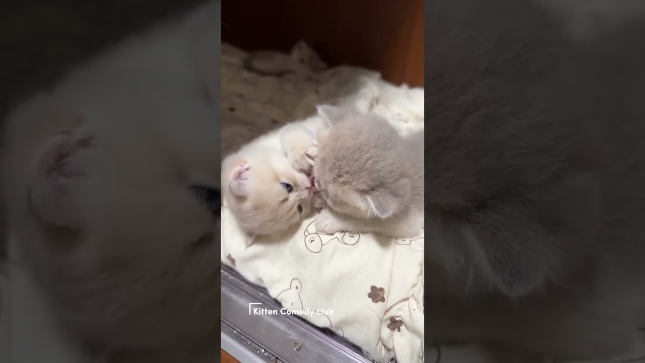 🐾 Cutest Kitten Ever! Playing on the Bed and Licking Tiny Paws 😻💕