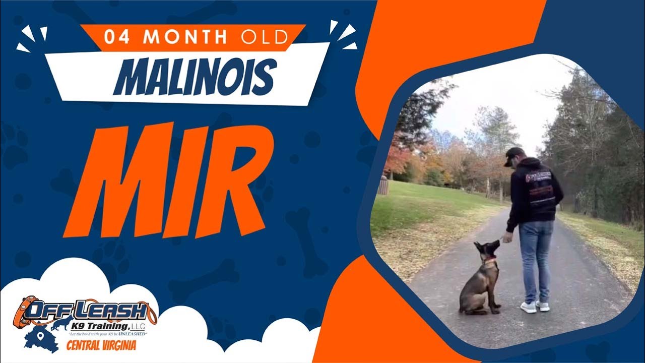 4 M\O Malinois Mir Best dog Trainers Virginia YouTube
