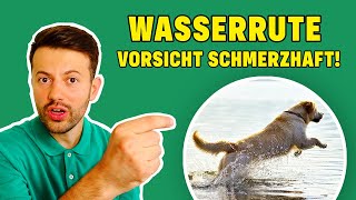 Wasserrute beim Hund – erkennen, vorbeugen & richtig handeln (Tierarzt klärt auf)