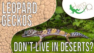 Leopard Geckos Don't Live in Deserts?