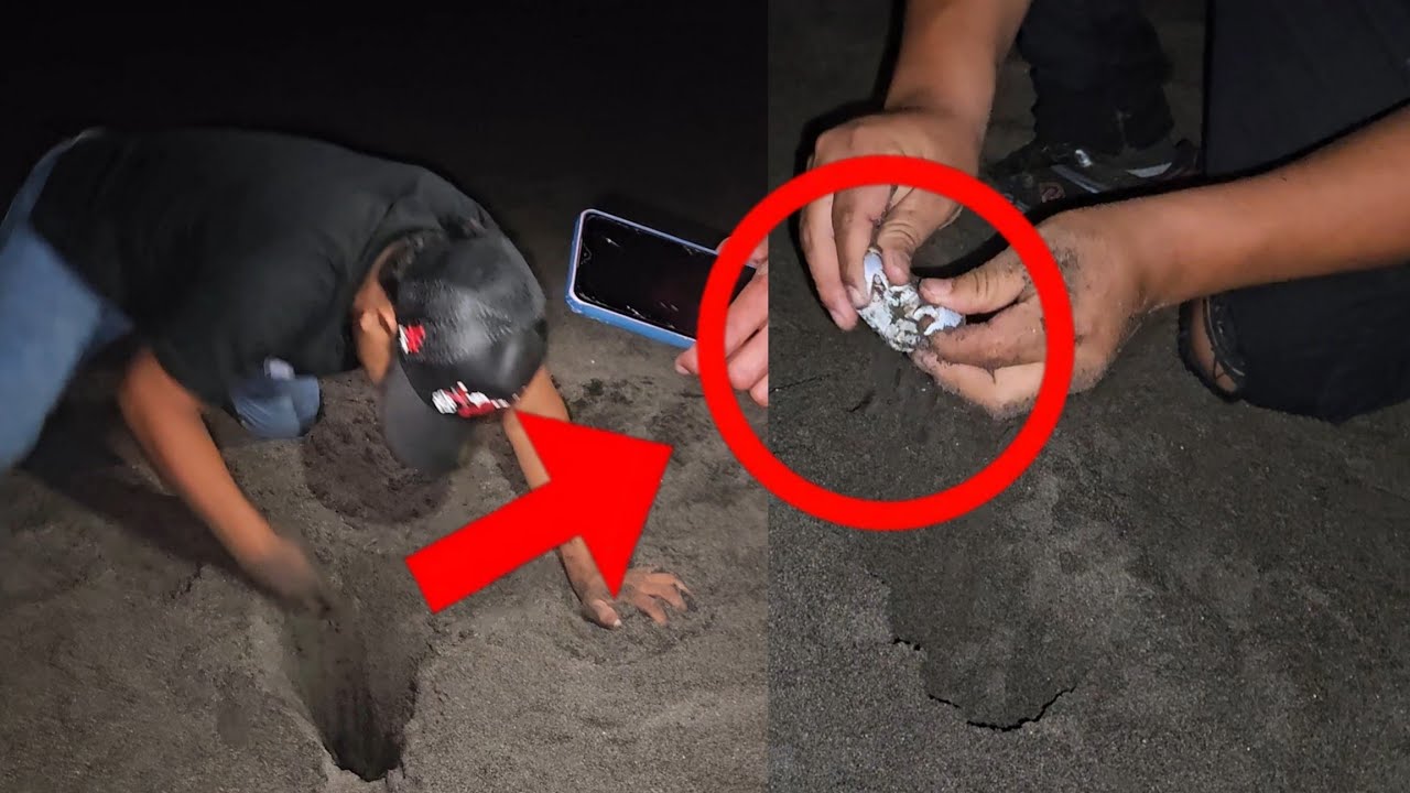 Atrapamos Los Cangrejos Correlones Mas Grandes Del Mundo En Esta Playa🦀😱