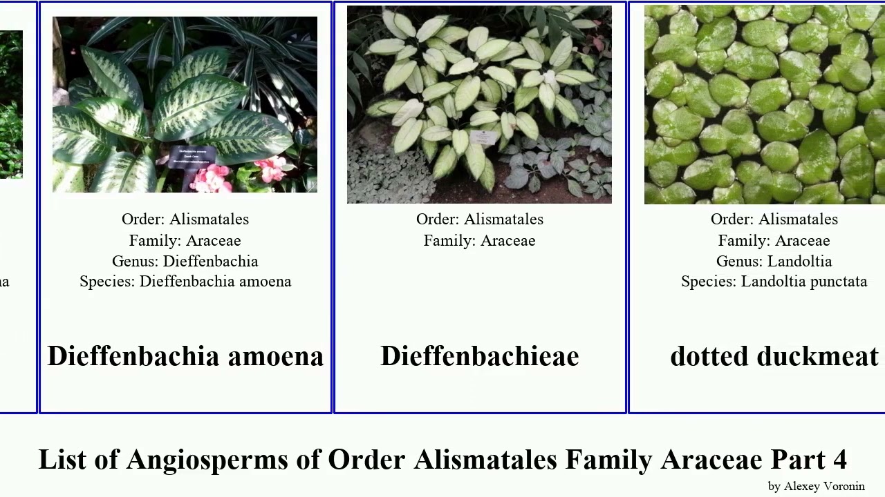 easy care aquarium plants Elodea Densa (2 Bunches) | Easy-Care Aquarium Plants
