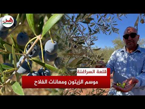 Olive Harvest Season Begins in El Kelaa des Sraghna Amid Labor Shortages and Marketing Slumps Fac...