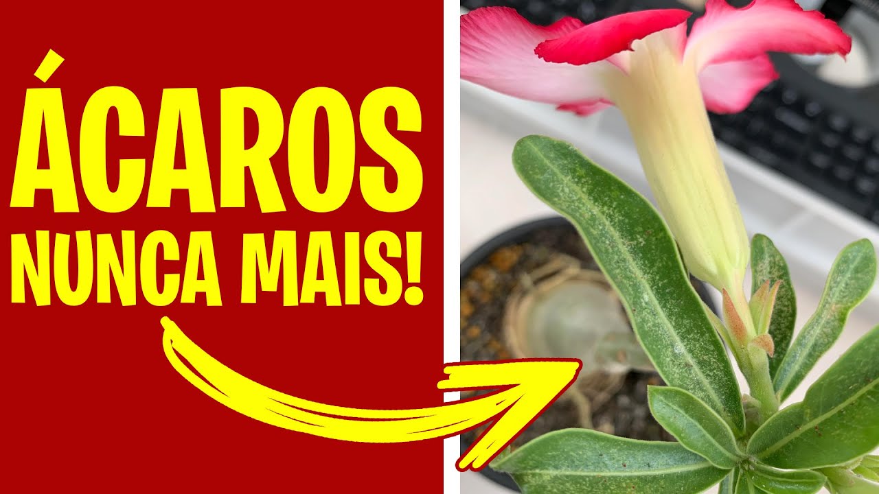 [LIVRE DE ÁCAROS] Tenha rosas do deserto saudáveis e floridas livres de ácaros