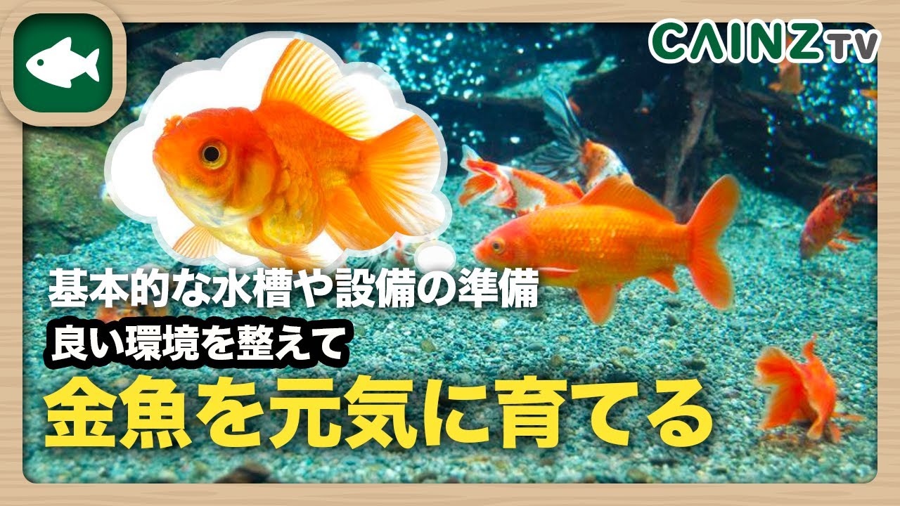 金魚の飼い方の基本 金魚を育てるのに必要な環境設備の設置方法と魚の扱い方 水替え方法 Youtube