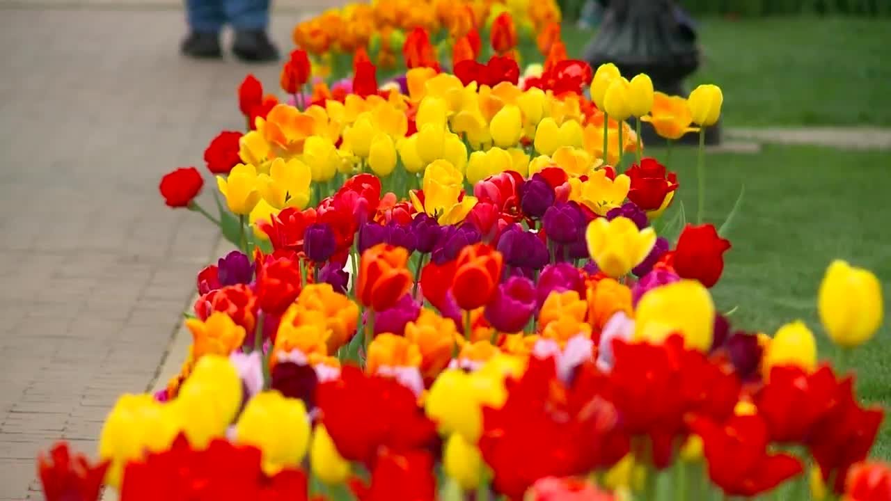 Pella in full bloom ahead of Tulip Time