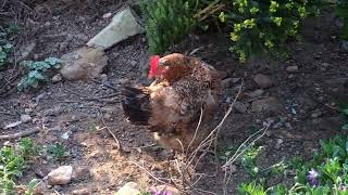 The Boschveld Chicken | A True Hybrid