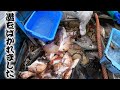 この中に1匹で"2万円以上"する魚が獲れました！どれかわかるかな？？