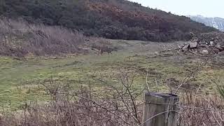 Deer Feeding In Craigpark Country Park Ratho