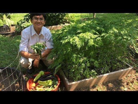 ウラムラジャ（王のサラダ）II型糖尿病を治療する|コスモスカウダトゥス-食用庭園のエッセンシャルハーブ