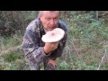 Гриб-зонтик 🍄 пёстрый: быстрый обед 🍽 в лесу. (Macrolepiota procera).