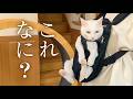 超甘えん坊な白猫を、おんぶ紐でおんぶしてみた。