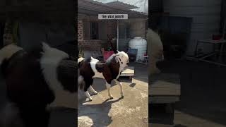 Malwa goat #newshorts #goat #share #subscribe #goatfarm #bhopal #growmyaccount